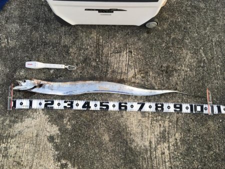 太刀魚、サゴシ